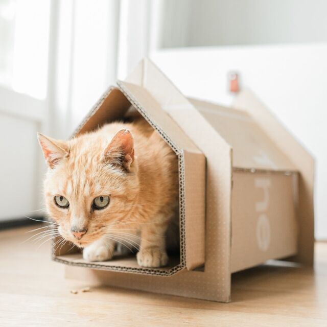 Happy Dierendag 2023 💜 

Onze Romke 🐈 Ik wilde graag een oranje kater, want ik zag zo’n grote Garfield al helemaal bij ons op de bank liggen. Is er toch iets mis gegaan.. 

.. hij is wel heeeel lief hoor 💜🤪 

#dierendag2023#garfield#oranjekat#orangecat#orangecatsofinstagram